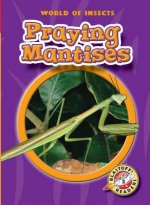 Praying Mantises: ``