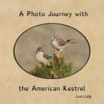 Photo Journey with the American Kestrel