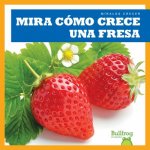 Mira Como Crece Una Fresa (Watch a Strawberry Grow)