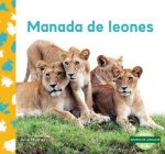 Manada de Leones (Lion Pride)
