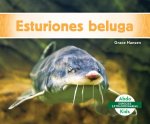 Esturiones Beluga (Beluga Sturgeons)