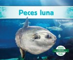 Peces Luna (Mola Ocean Sunfish