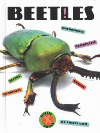 Beetles