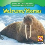Walruses/Morsas