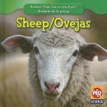 Sheep/Ovejas