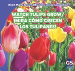 Watch Tulips Grow/Mira Como Crecen Los Tulipanes!