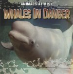 Whales in Danger