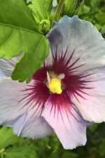 purple white flower
