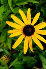 yellow diasy