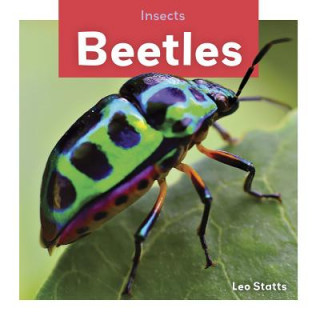 Insects: Beetles