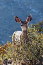 Kids Deer Journal