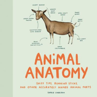 Animal Anatomy (Sophie Corrigan)()