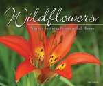 Wildflowers