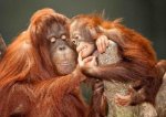 Orangutani