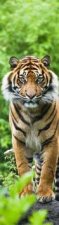Tygr bengálský Záložka 3D