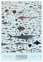 Fishes of New Zealand poster (pack of 5)