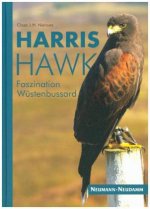 Harris Hawk