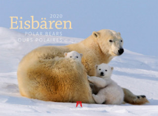 Eisbären / Polar Bears / Ours polaires 2020