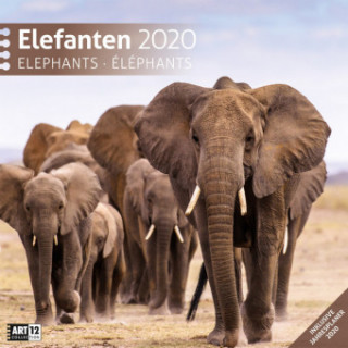Elefanten / Elephants 2020