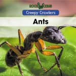 Ants