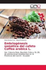 Embriogénesis somática del cafeto Coffea arabica L.