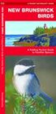 New Brunswick Birds
