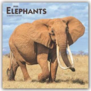 Elephants 2020 Square Wall Calendar