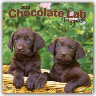Labrador Retriever Puppies, Chocolate 2020 Square Wall Calendar