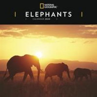 Elephants National Geographic Square Wall Calendar 2020