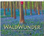 WaldWunder - Im Reich der grünen Giganten 2020
