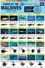 Maldives Fish Field Guide 