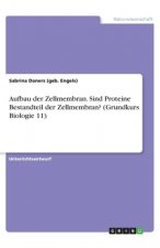 Aufbau der Zellmembran. Sind Proteine Bestandteil der Zellmembran? (Grundkurs Biologie 11)
