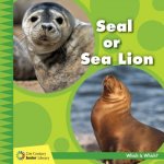 Seal or Sea Lion