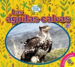 Las Águilas Calvas