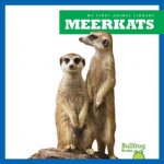 Meerkats