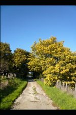 El Camino de Santiago