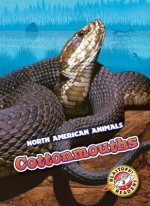 Cottonmouths