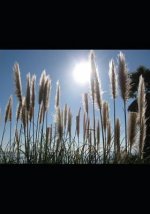 Songs from the Ordinary