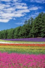 Flower Field: A Field of Beautiful Flowers.