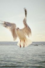 Gull: Seagulls Are Seabirds of the Family Laridae in the Suborder Lari. They Are Most Closely Related to the Terns and Only