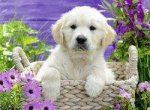 Süßer Golden Retriever Puzzle 500 Teile