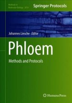 Phloem