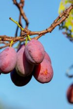 Plums: A Plum Is a Fruit. Plums Bloom Flowers in Groups of One to Five Together on Short Stems, the Fruit Have a Groove Runni