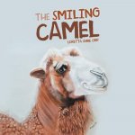 Smiling Camel