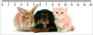 The Trio