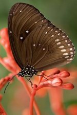 Striped Core Butterfly: The Common Crow Is a Glossy-Black Butterfly with Brown Undersides with White Markings
