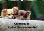 Chihuahuas - kleine Herzensbrecher (Wandkalender 2020 DIN A3 quer)