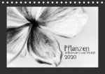 Pflanzen in Schwarz und Weiß (Tischkalender 2020 DIN A5 quer)