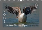 VÖGEL (Wandkalender 2020 DIN A4 quer)