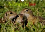 Das Europäische Ziesel (Wandkalender 2020 DIN A4 quer)